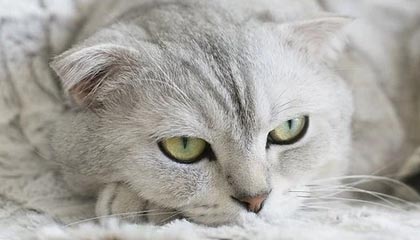 jiuyou入口-李明全面爆发！攻防两端都做出巨大贡献！，李明筒历