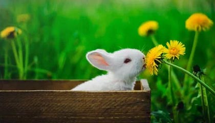 九游体育下载-张玉宁代理国米前锋 欧洲联赛中表现抢眼，张玉宁精彩进球